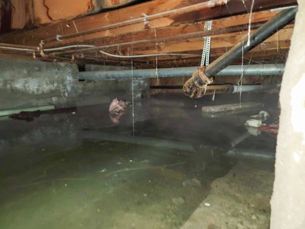 Best Local water damage restoration  in Bowie, MD